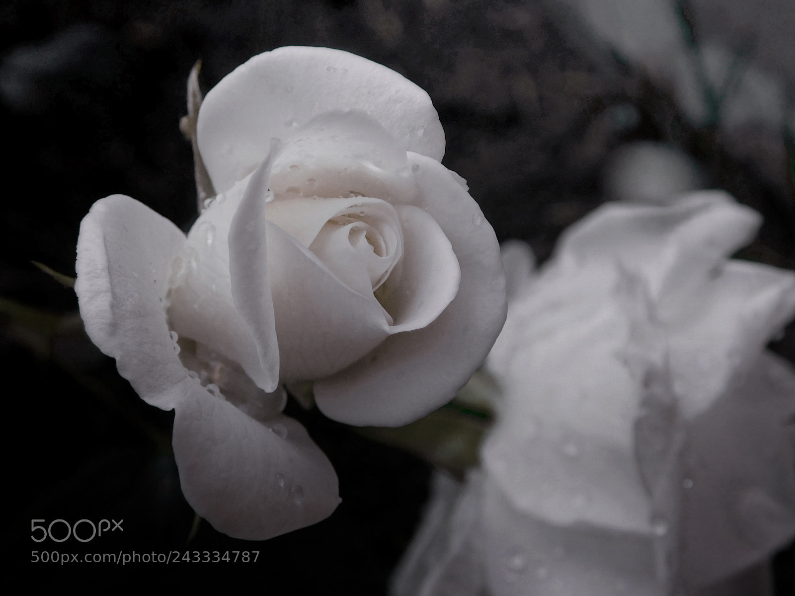 Nikon Coolpix L840 sample photo. White roses photography