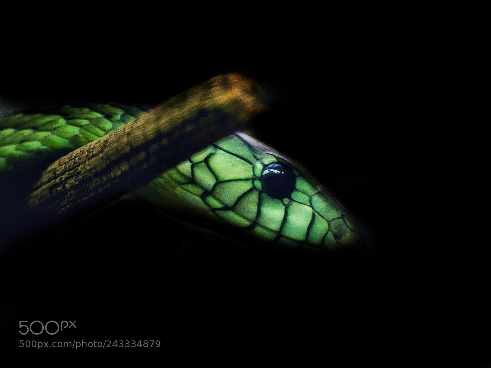 Olympus E-5 sample photo. Green mamba photography