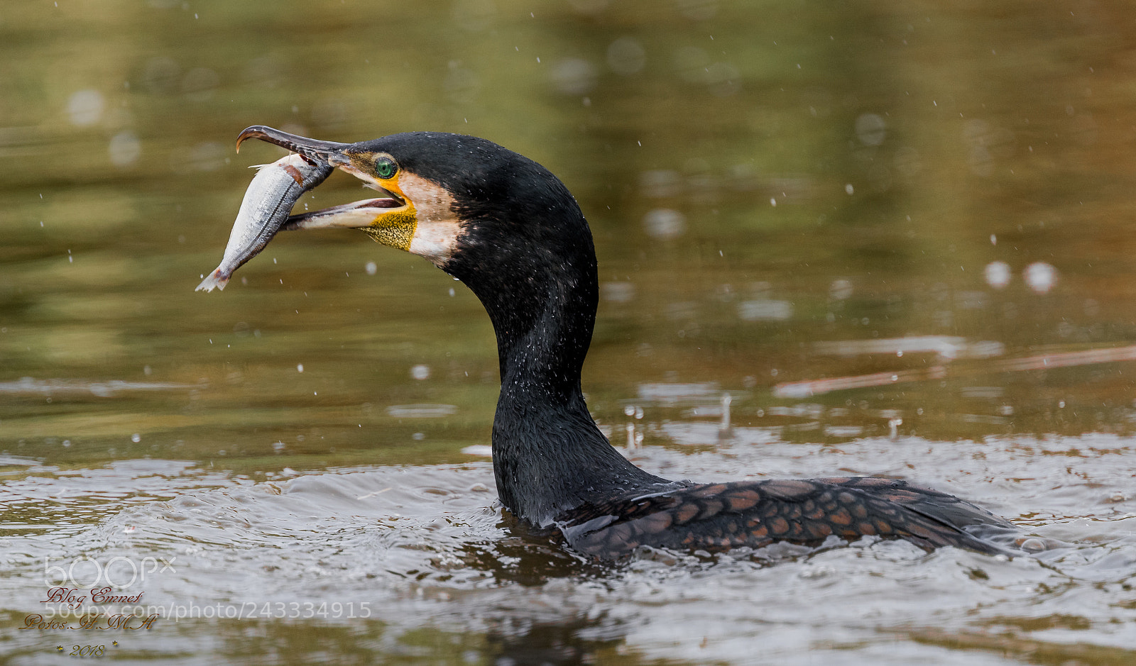 Canon EOS-1D X Mark II sample photo. Cormorant fishing photography