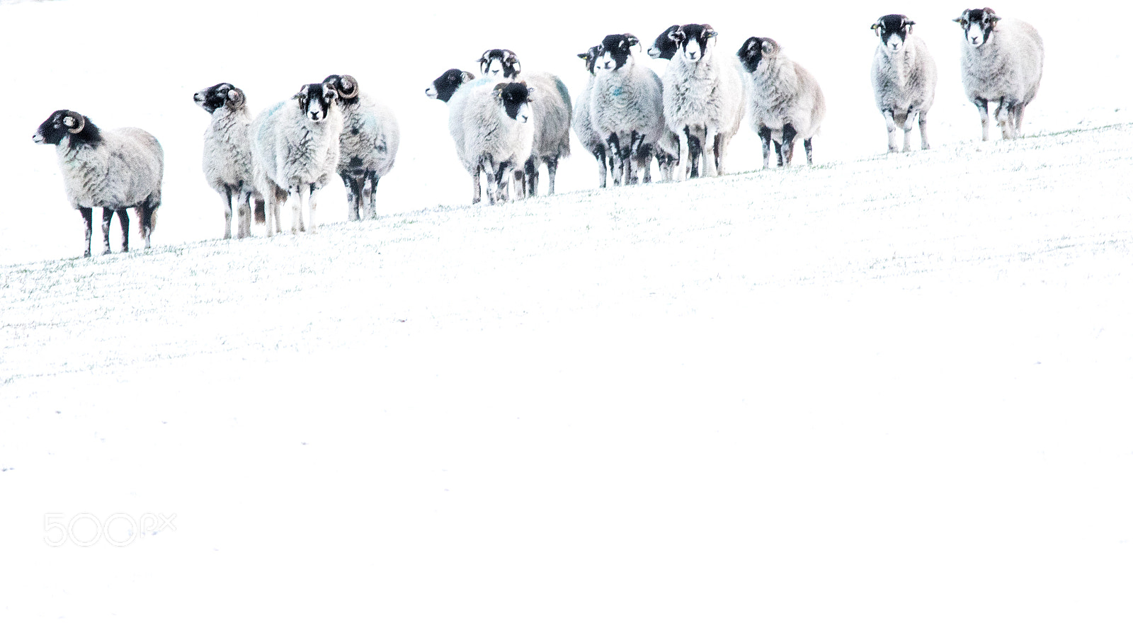 Canon EOS 7D Mark II sample photo. The winter brigade photography