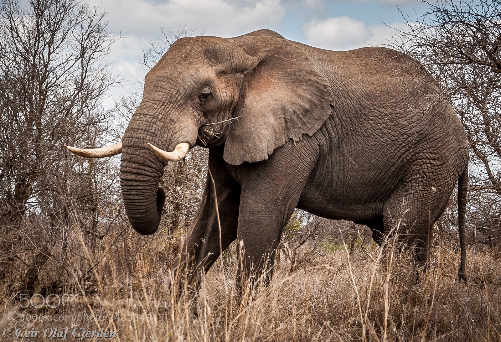 Nikon D90 sample photo. Elephant photography