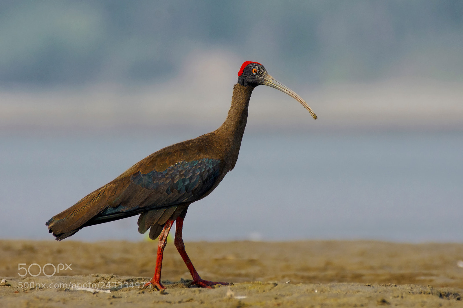 Nikon D7200 sample photo. Red naped ibis photography