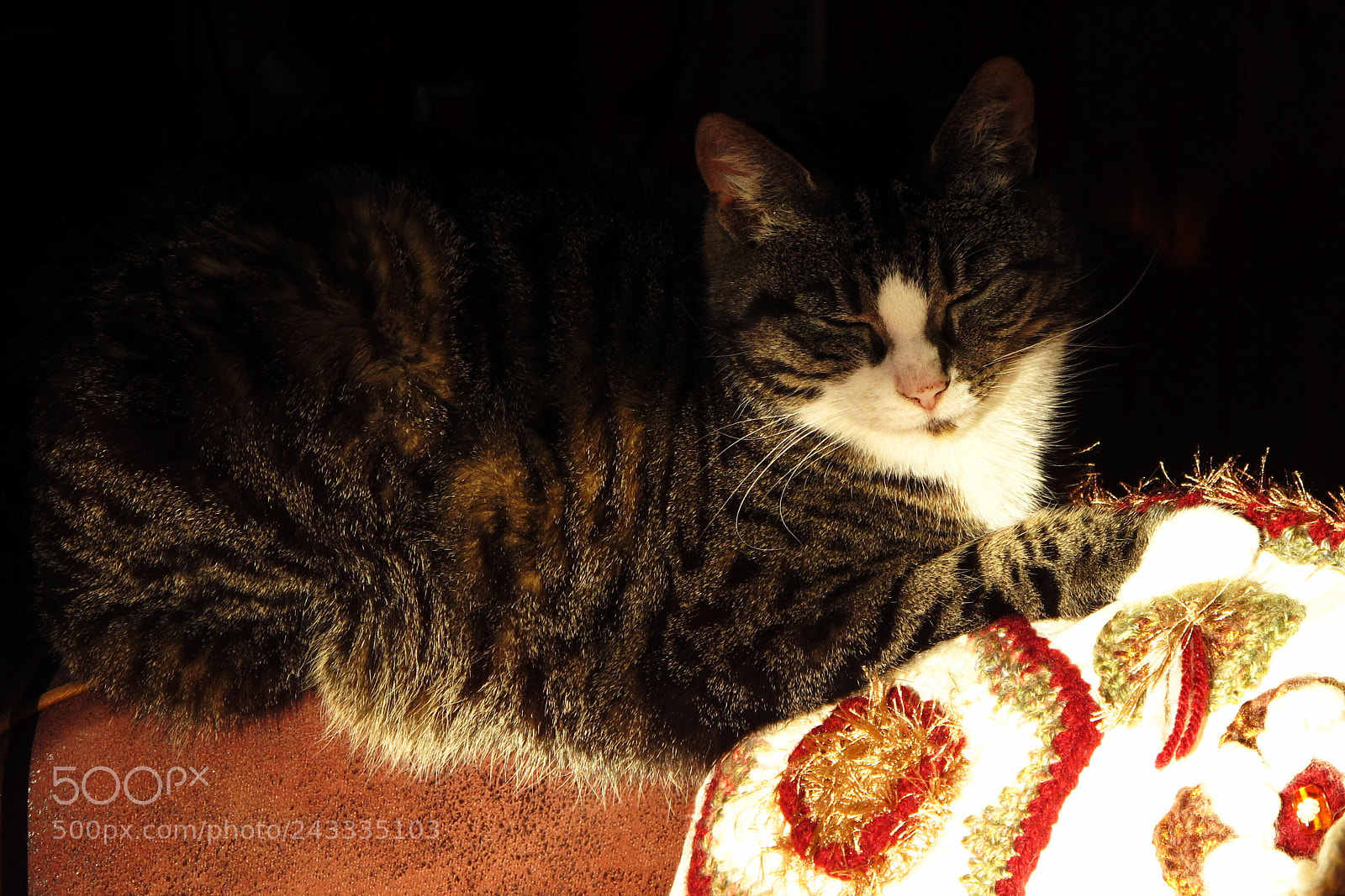 Canon PowerShot G11 sample photo. Cat in the sun photography