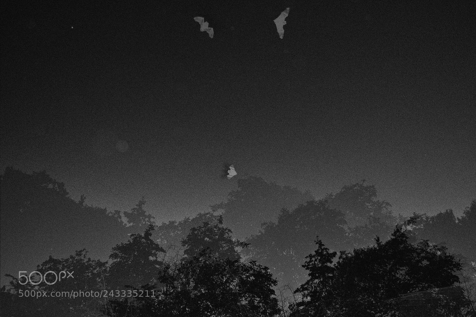 Nikon D3100 sample photo. Summer night bats photography