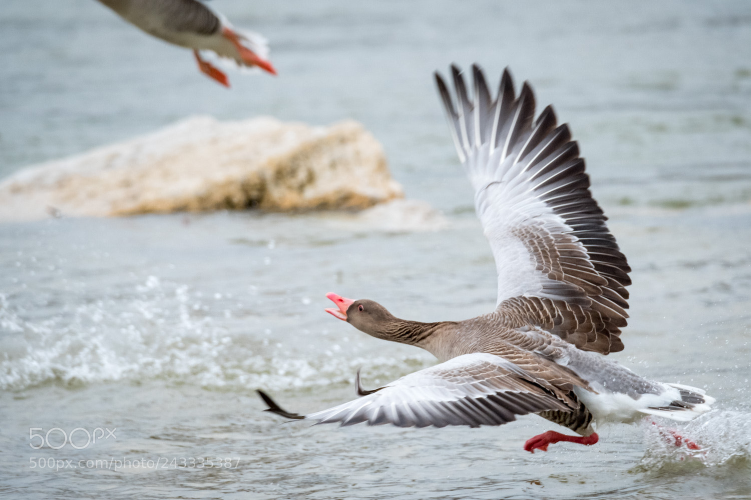 Fujifilm X-T2 sample photo. Take off photography