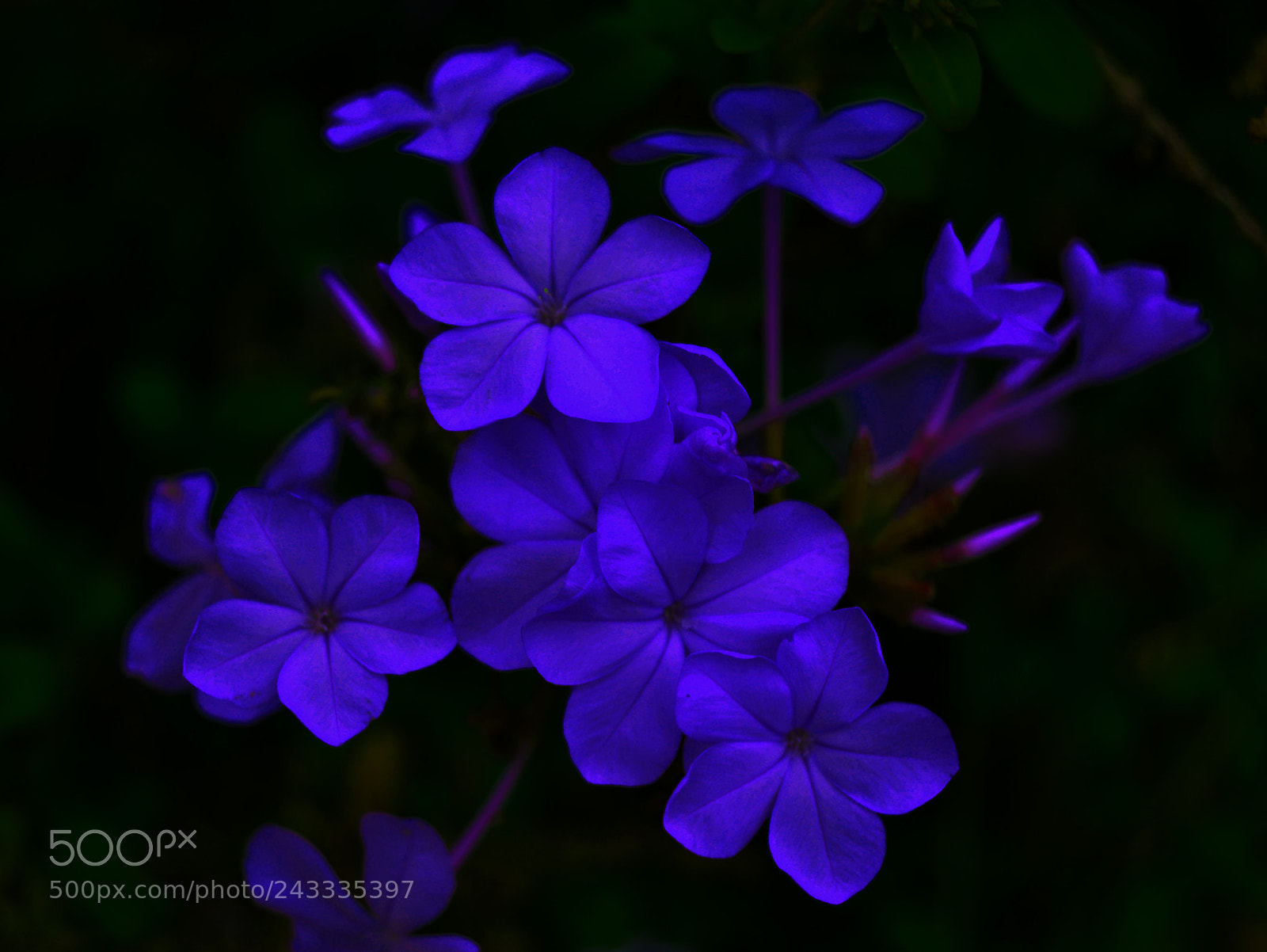 Nikon D3100 sample photo. Flores photography
