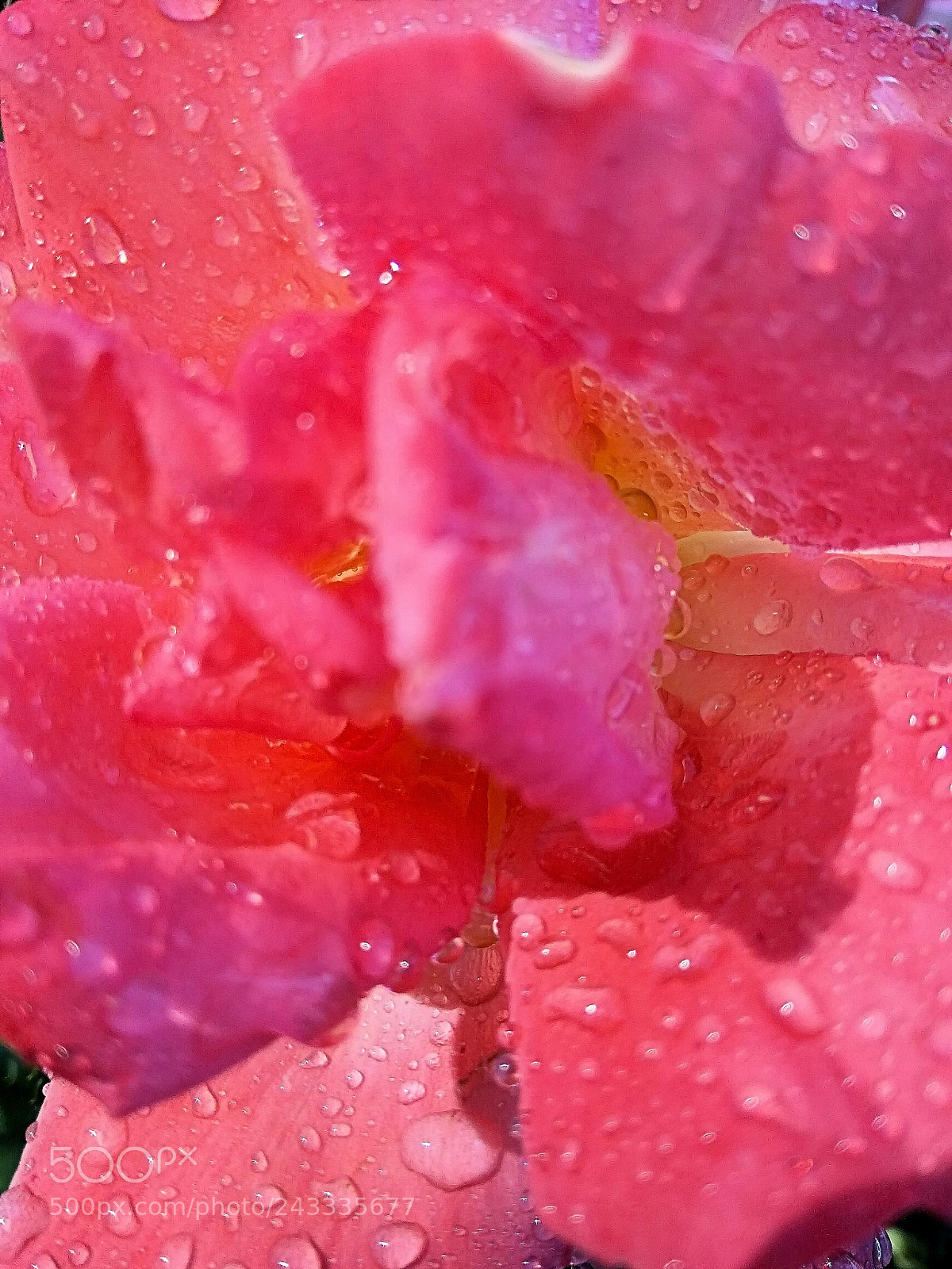 Xiaomi Redmi Note3 sample photo. Fresh photography