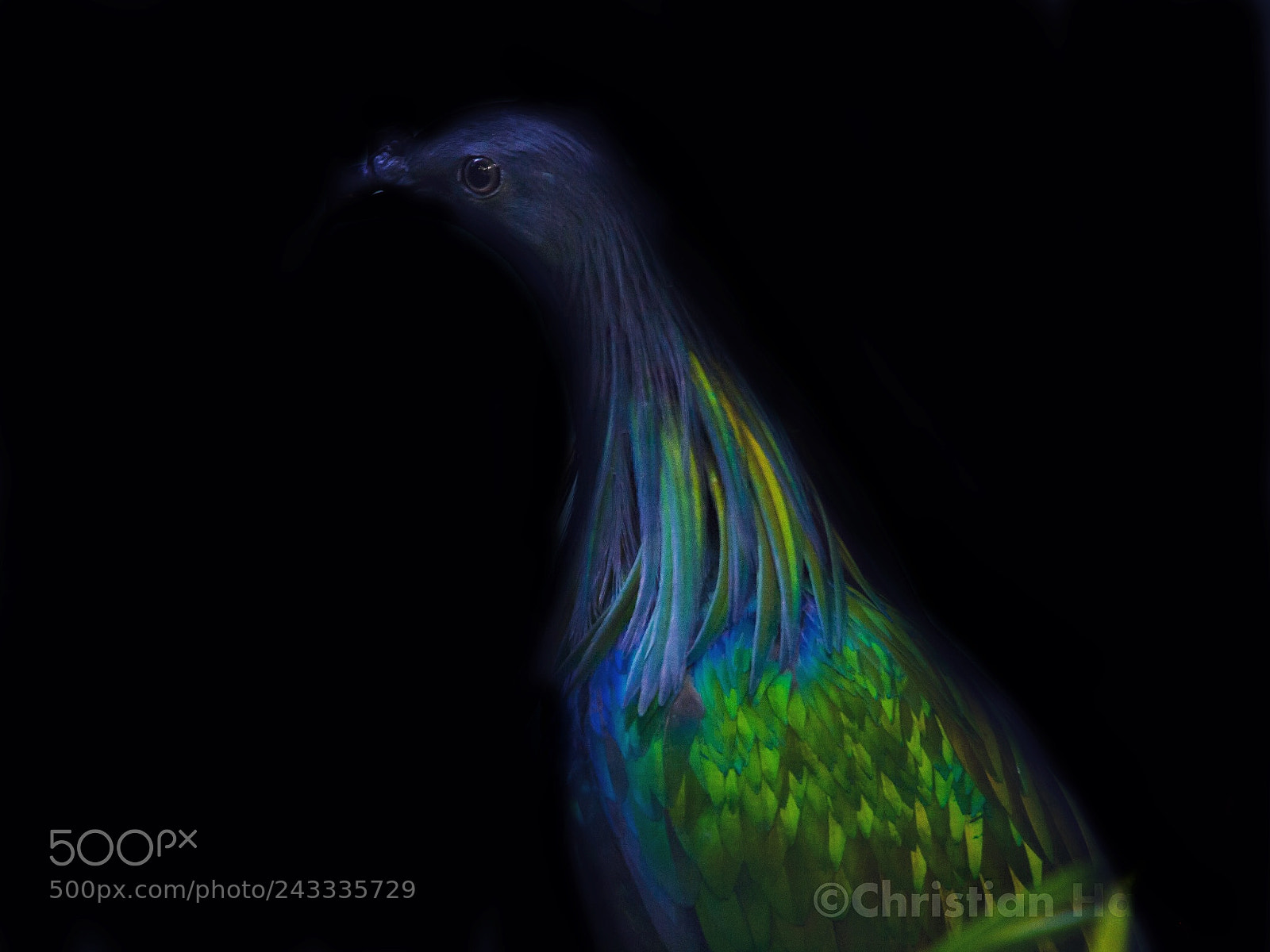 Olympus E-5 sample photo. Nicobar pigeon photography