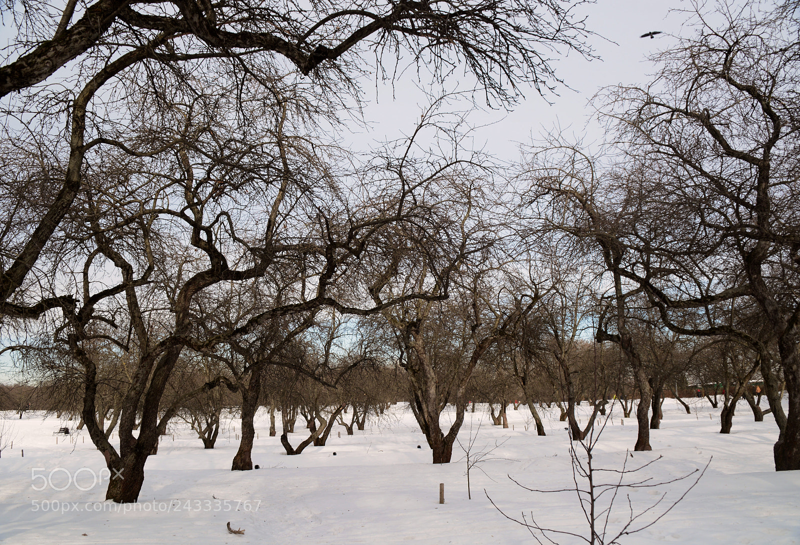 Nikon D7100 sample photo. Winter landscape photography