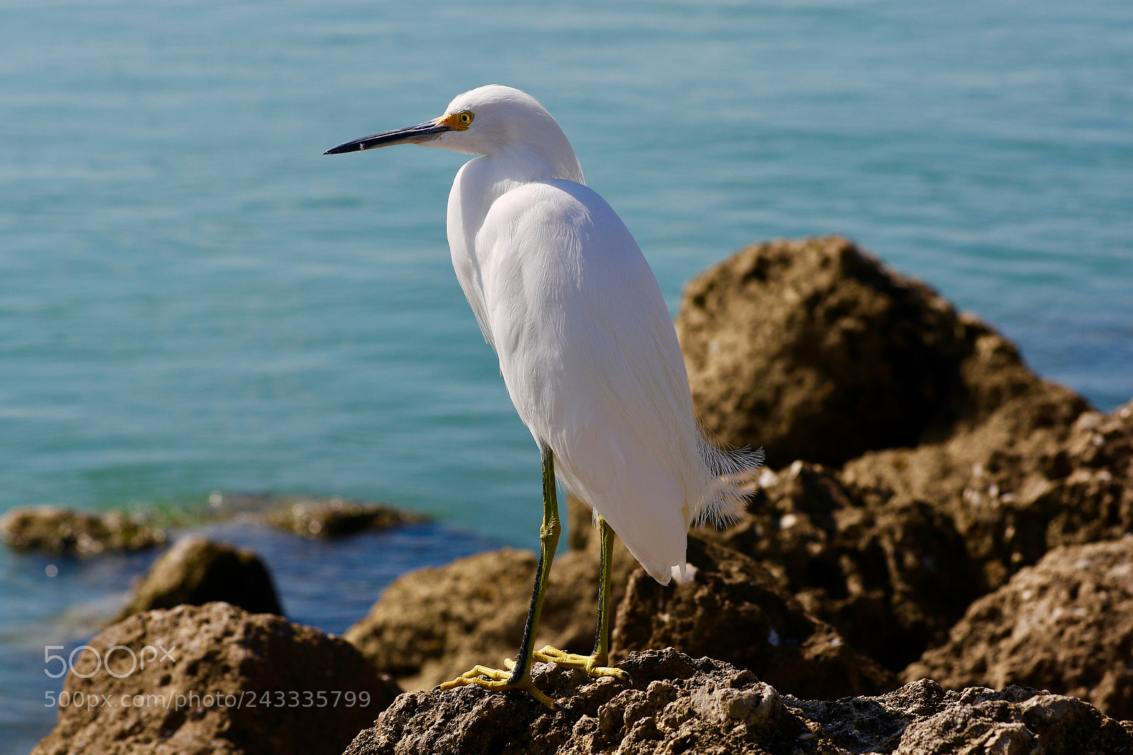 Canon EOS 7D Mark II sample photo. Snowy egret photography