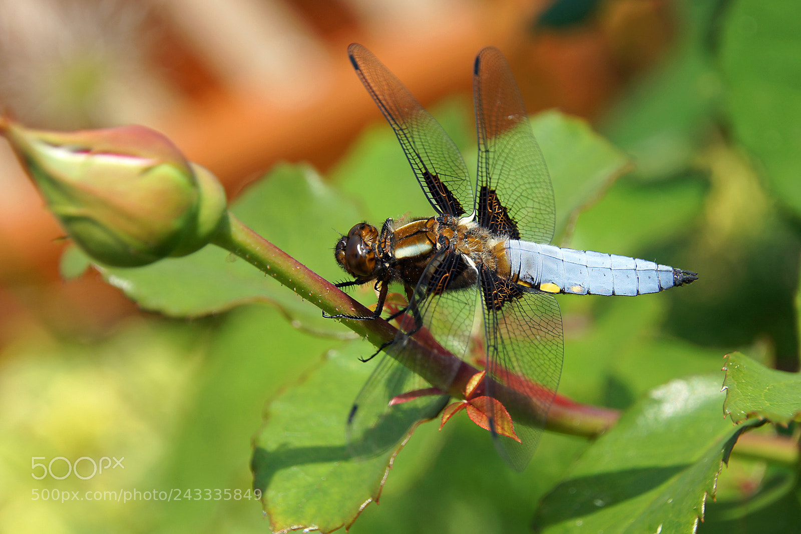 Sony Alpha DSLR-A580 sample photo. Libelle photography