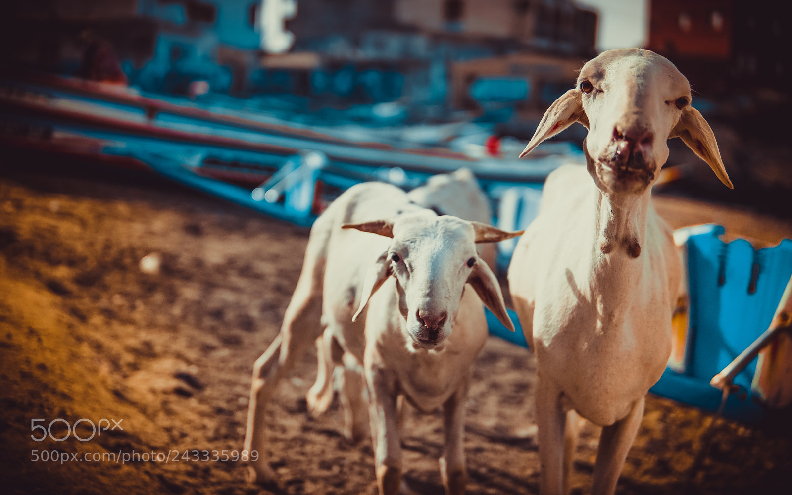 Sony a6500 sample photo. Untitled photography