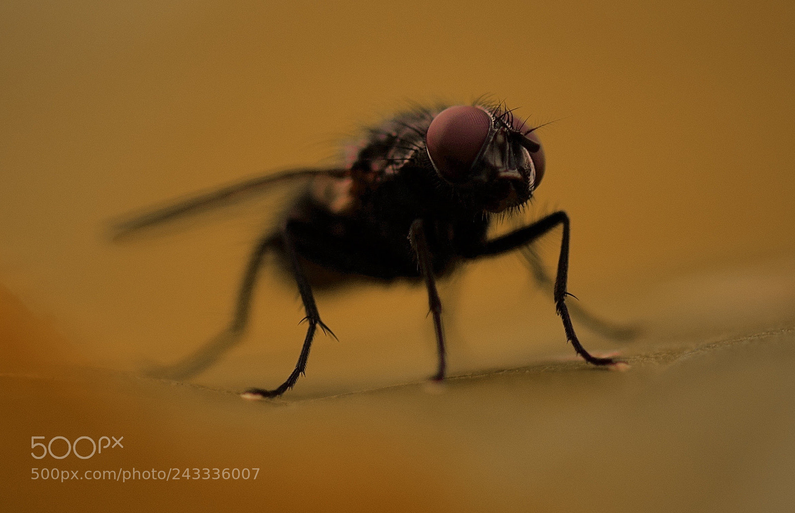 Canon EOS 7D Mark II sample photo. No fly zone photography