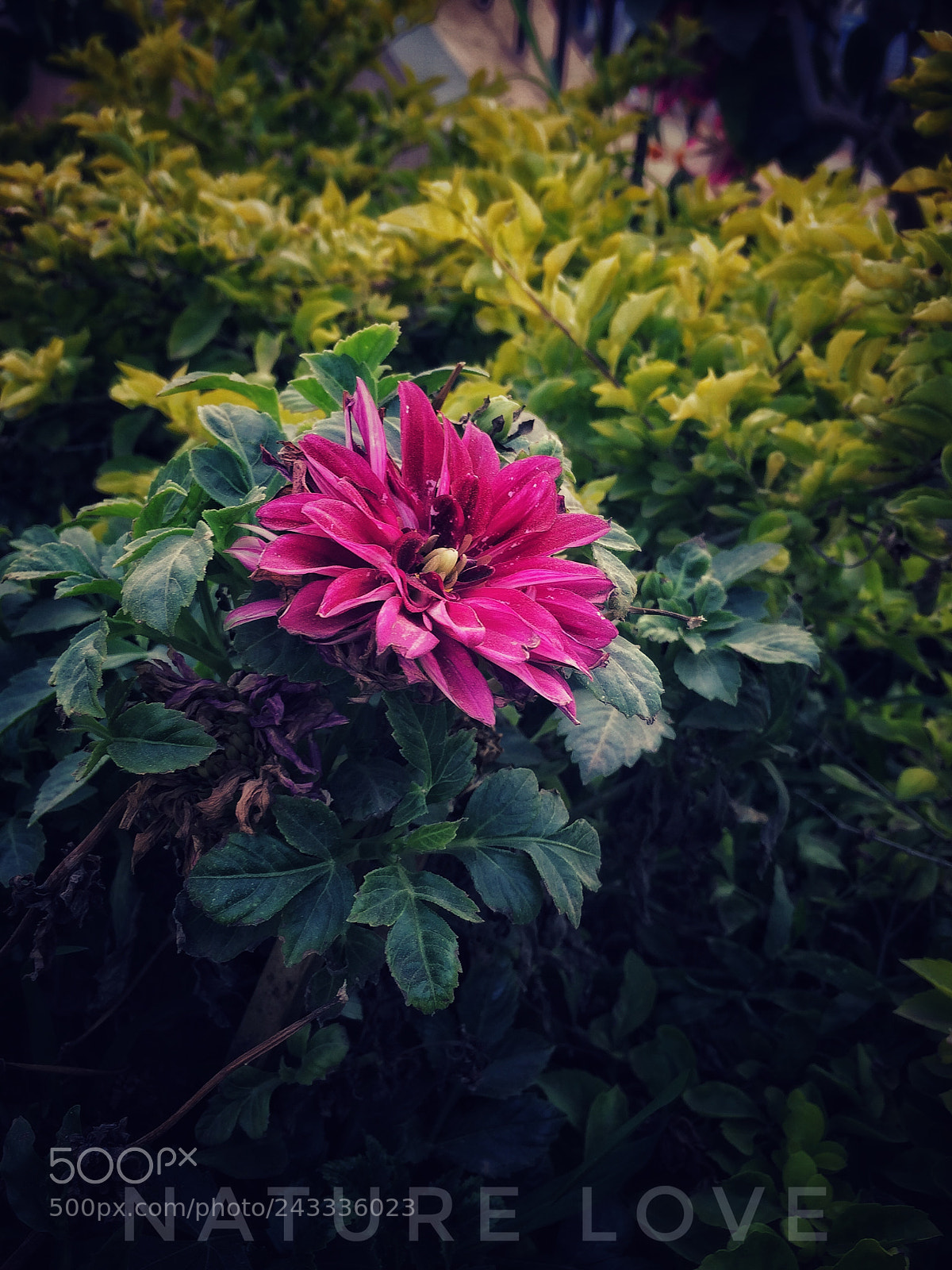 Apple iPhone 5s sample photo. Love nature♥️ photography