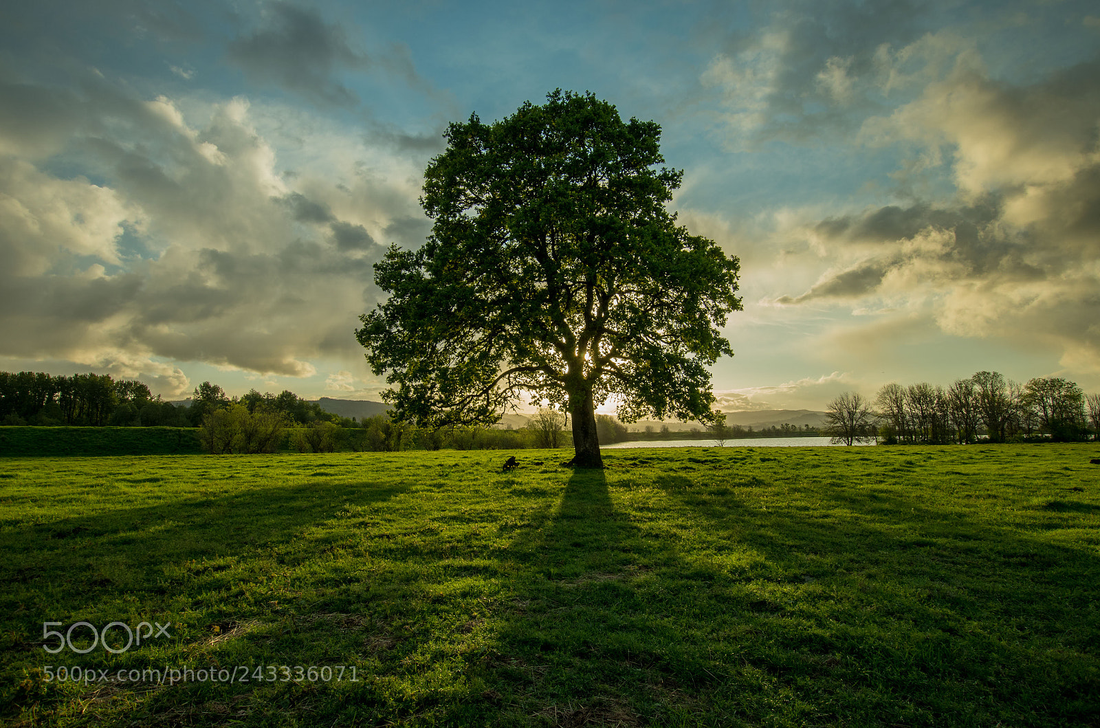 Pentax K-5 II sample photo. Oergon white oak photography
