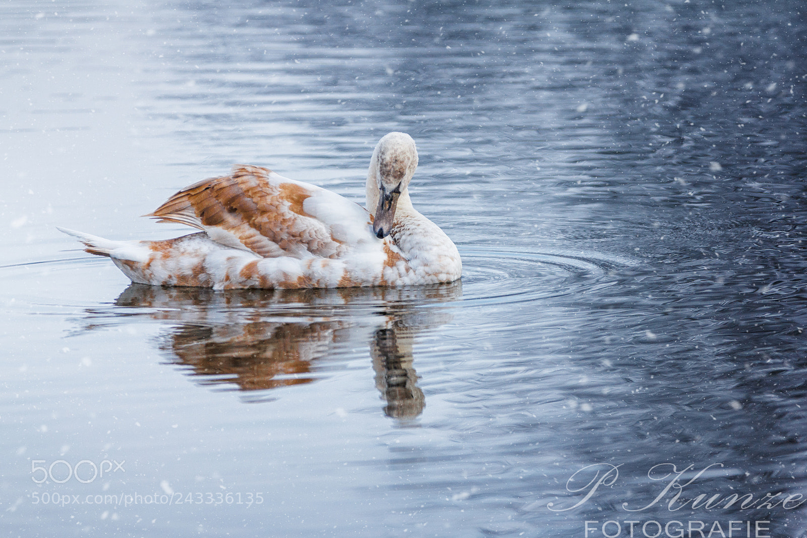 Canon EOS 60D sample photo. Schwanensee on ice. photography