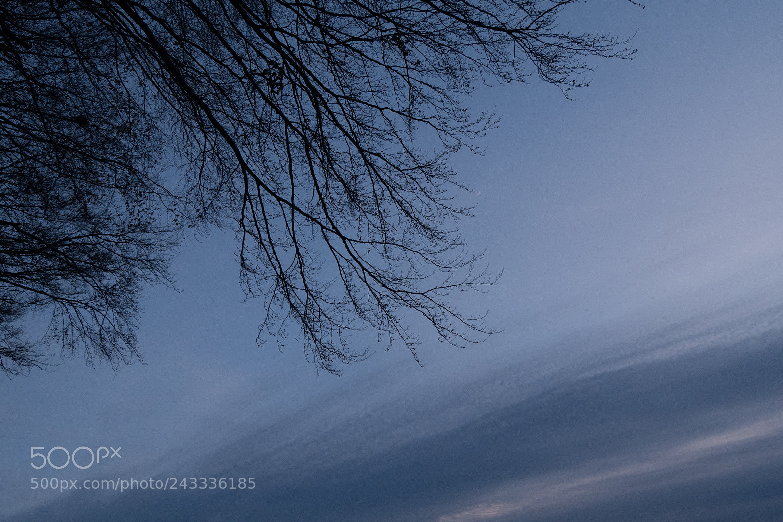 Panasonic DMC-G70 sample photo. Branches photography