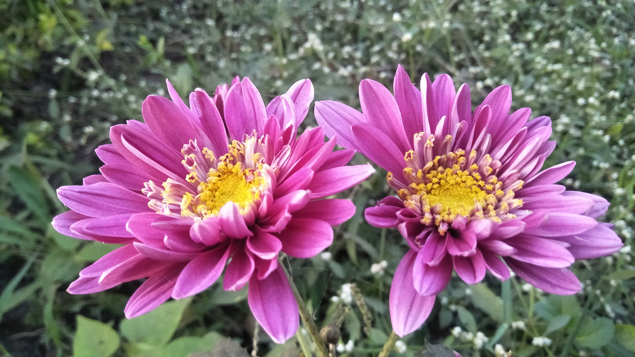 OPPO CPH1701 sample photo