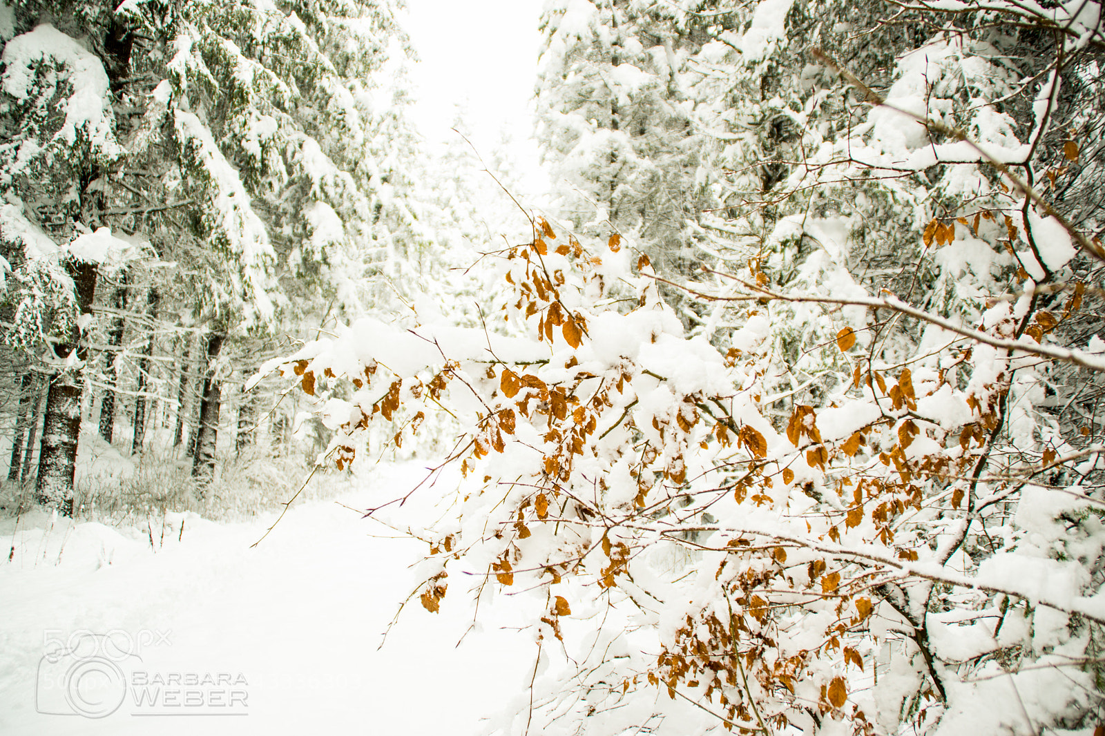 Sony SLT-A65 (SLT-A65V) sample photo. Wintercolors photography
