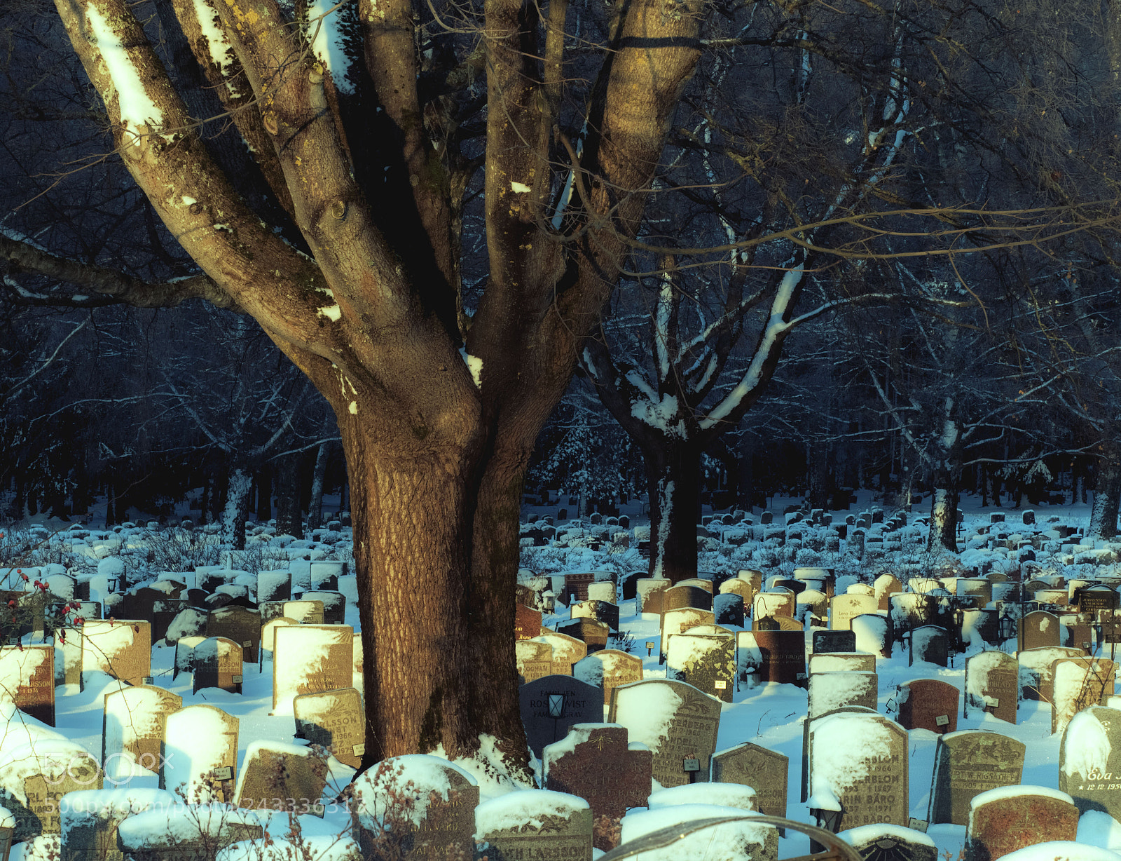 Olympus OM-D E-M1 Mark II sample photo. Tree and graves photography