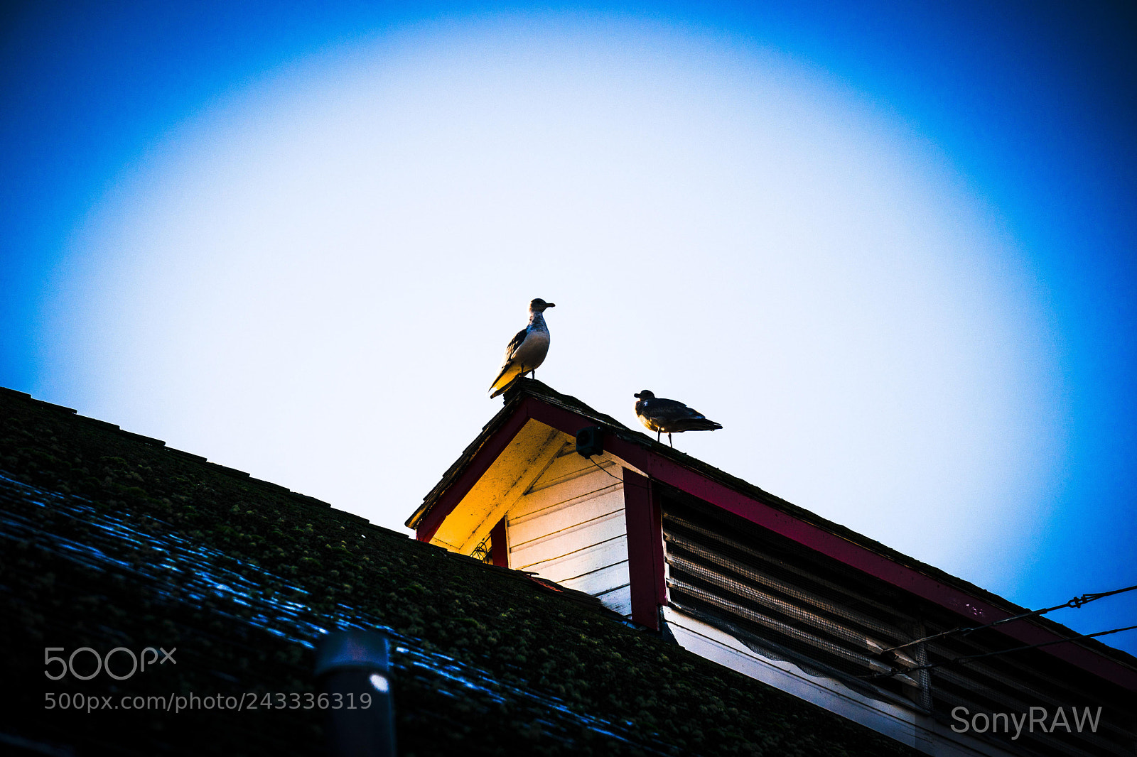 Sony a6500 sample photo. Shared roof photography