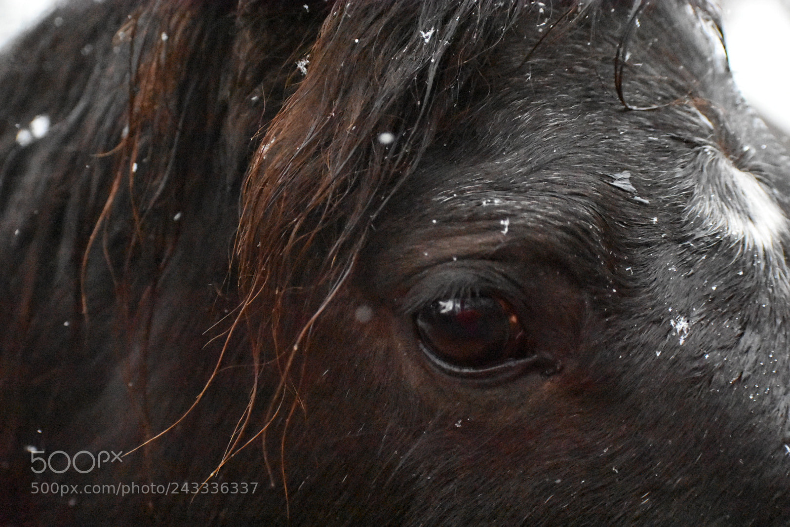 Nikon D3400 sample photo. Eye photography