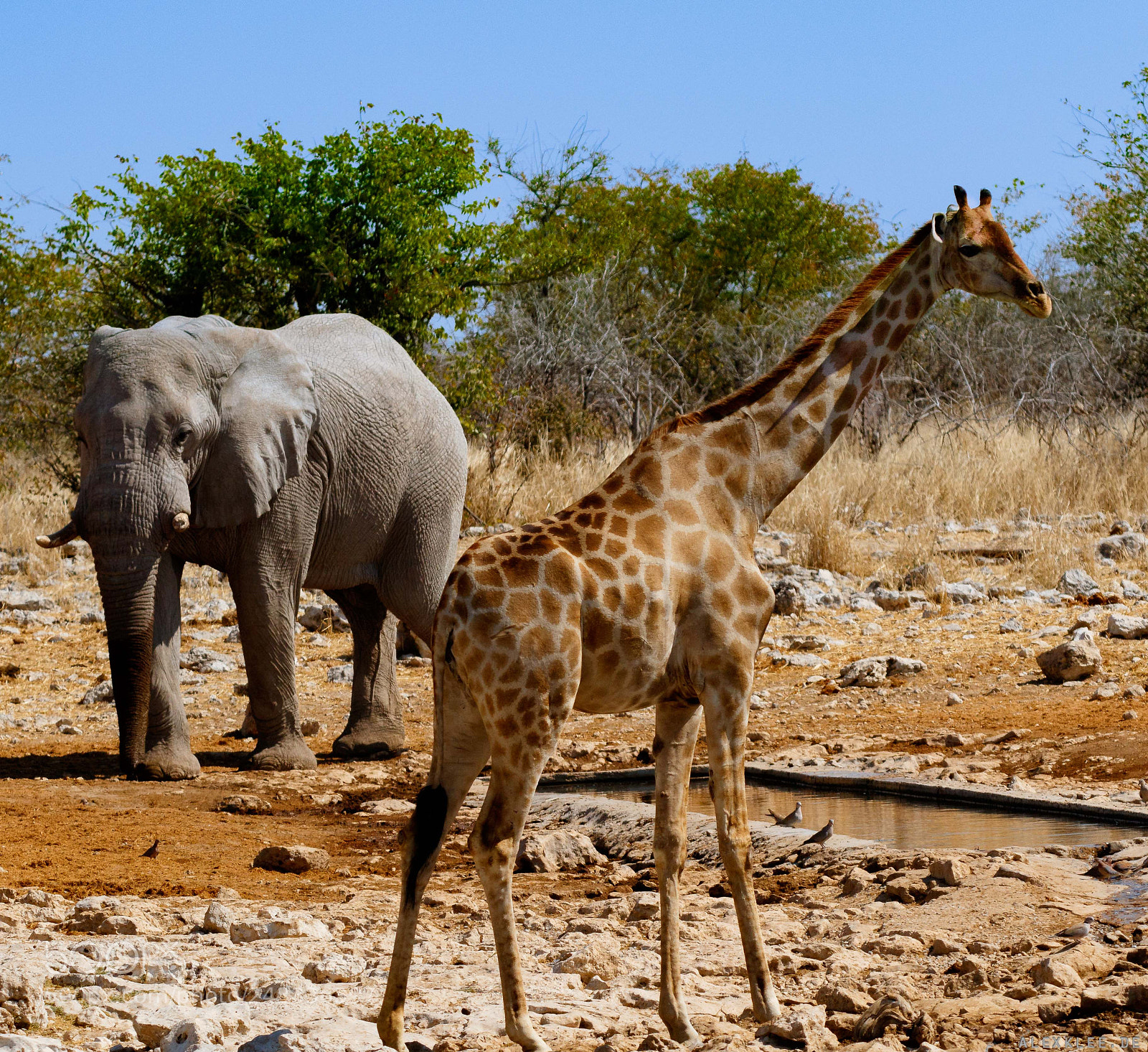 Canon EOS 7D Mark II sample photo. Elephant & giraffe photography