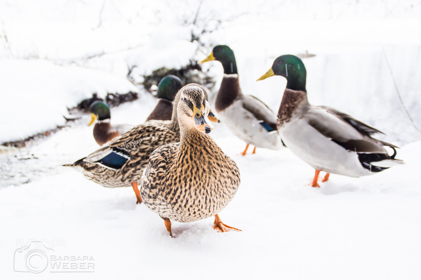 Sony SLT-A65 (SLT-A65V) sample photo. Winter ducks photography