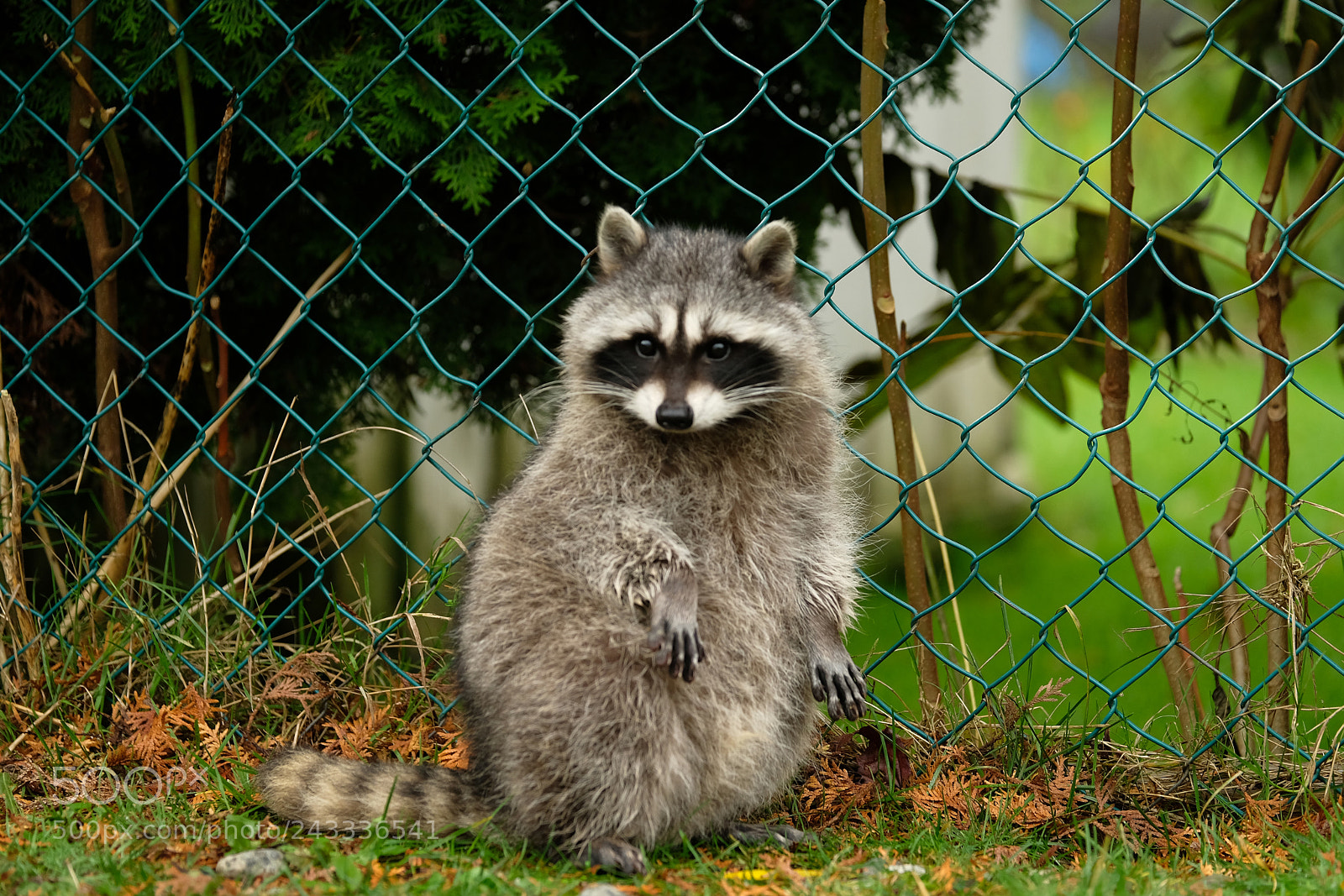 Fujifilm X-Pro2 sample photo. I miss coon coon photography