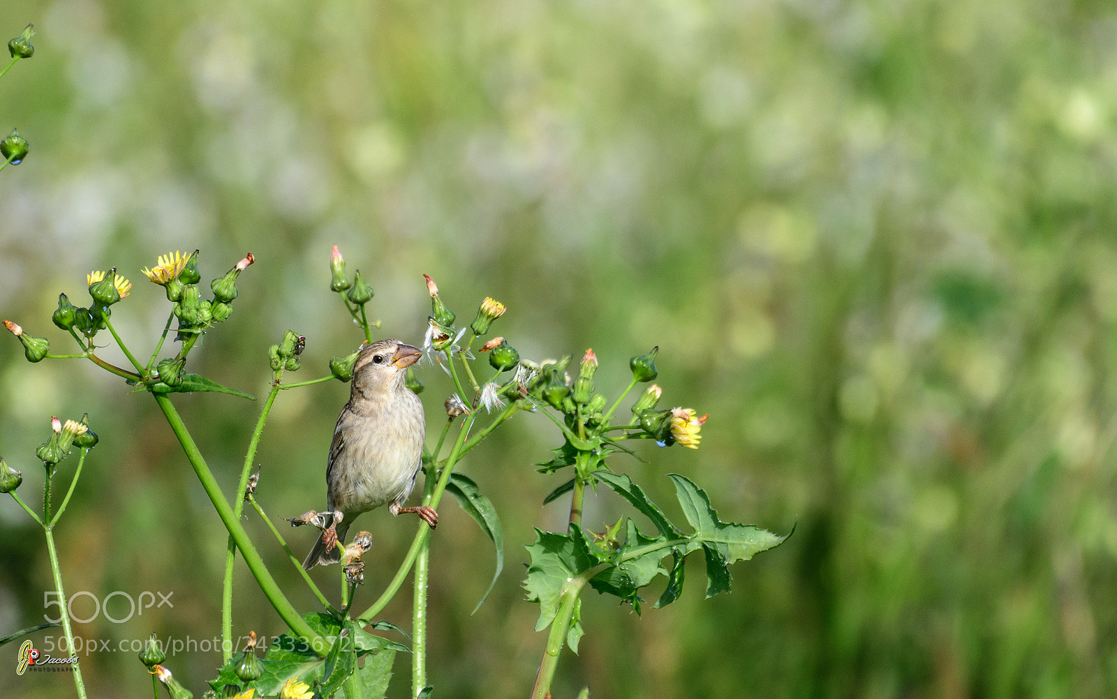 Nikon D500 sample photo. Jmb_3785-2.jpg photography