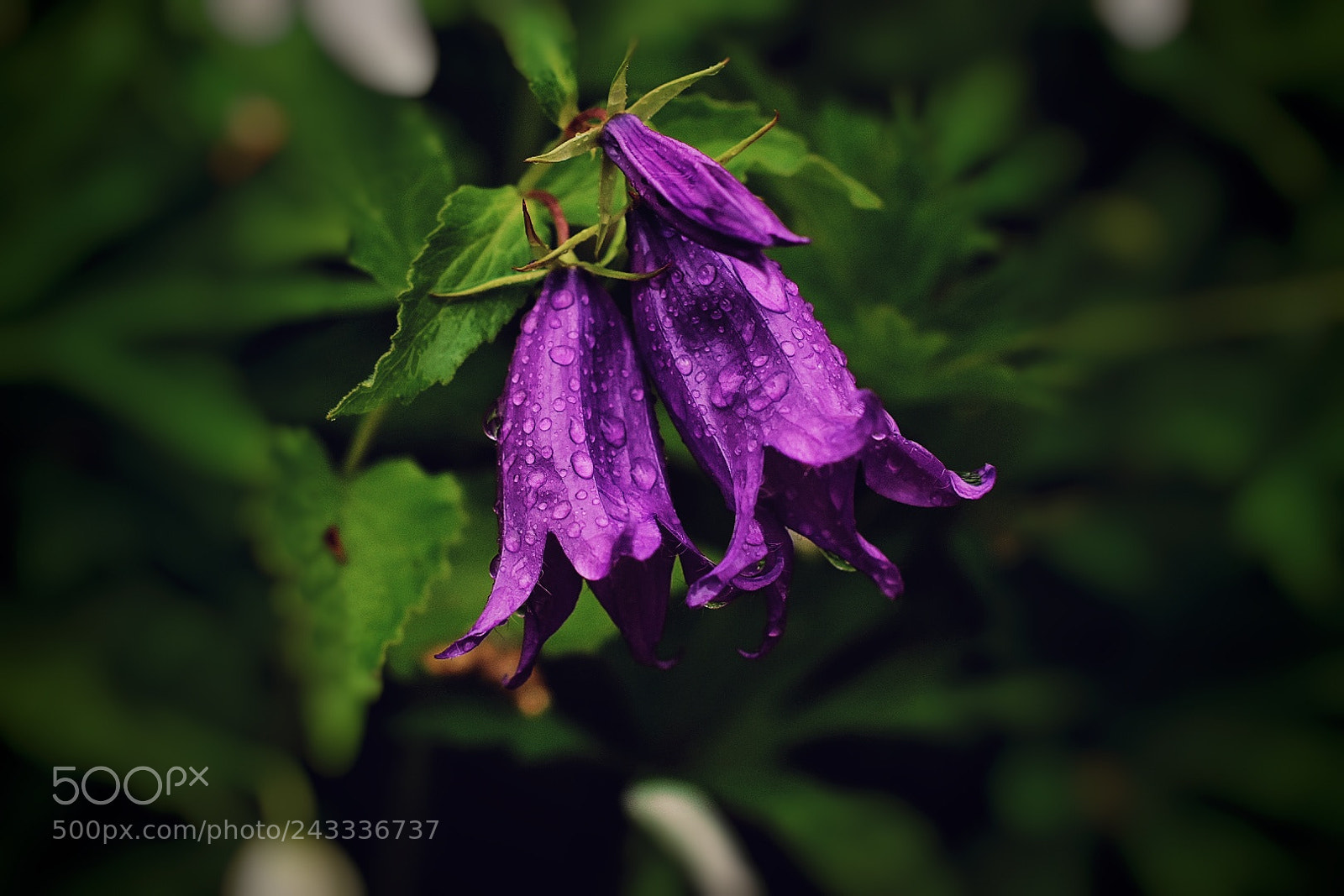 Nikon D5500 sample photo. Untitled photography