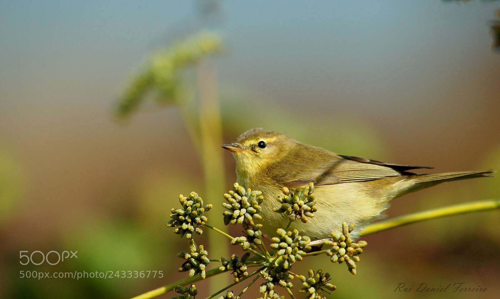 Nikon D50 sample photo. Felosa-musical (phylloscopus trochilus) photography