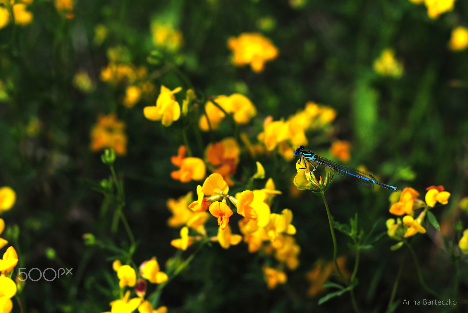 Nikon D3000 + Nikon AF Nikkor 50mm F1.8D sample photo. Dragonfly.jpg photography