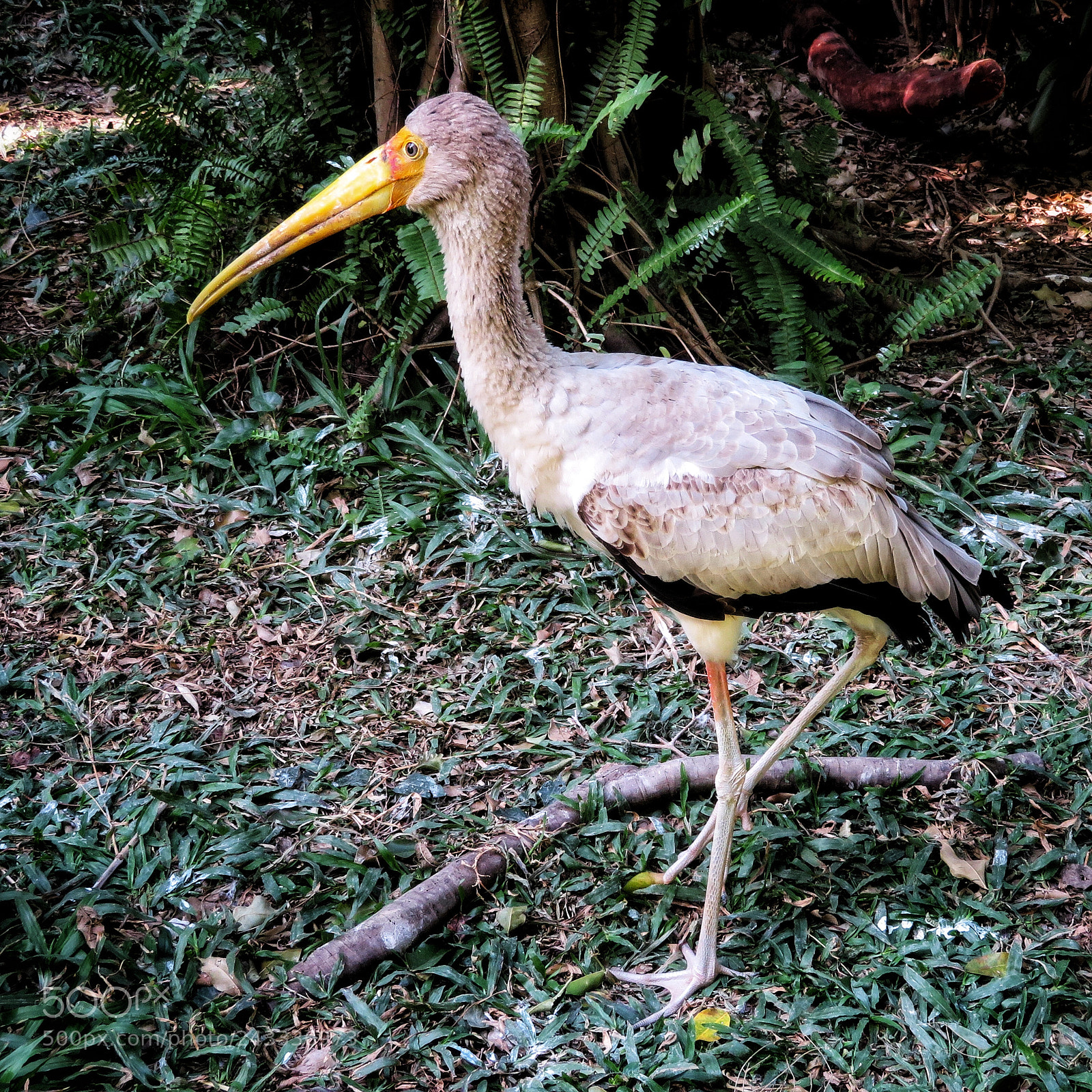 Canon PowerShot SX720 HS sample photo. Painted stork juvenile photography