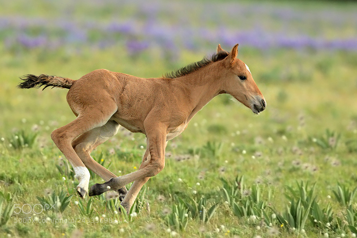 Canon EOS-1D Mark IV sample photo. Wild mustang colt running photography