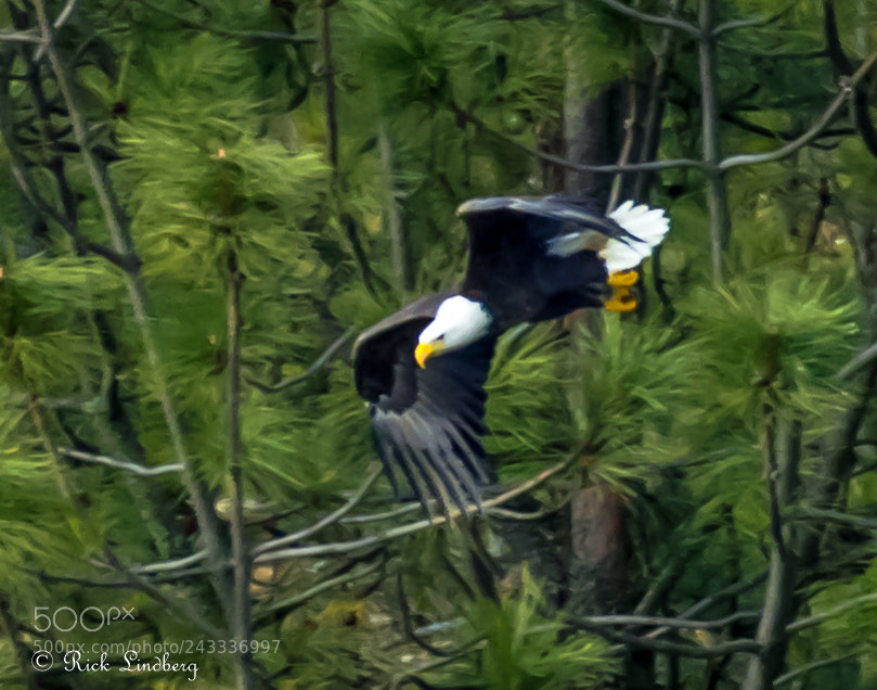 Pentax K-5 sample photo. Taking a plunge photography