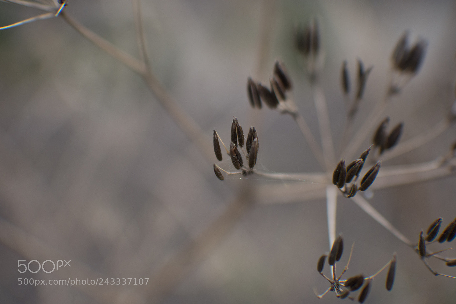 Nikon D7200 sample photo. Pflanze im herbst photography