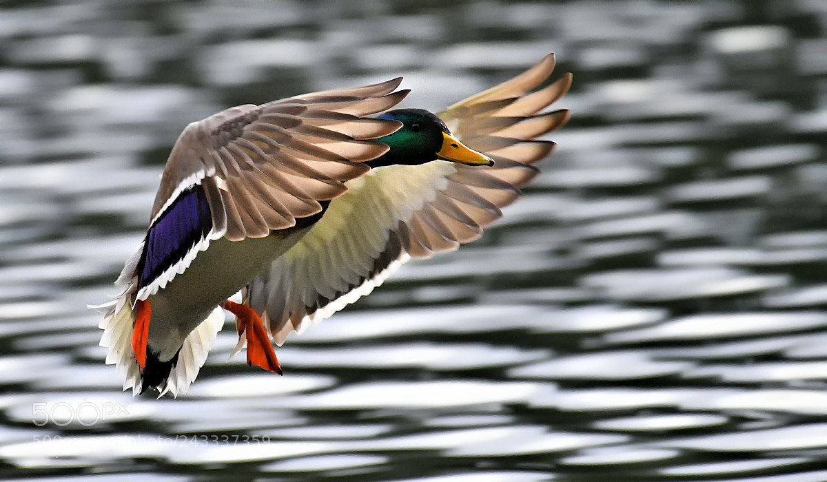 Nikon D850 sample photo. Landing duck photography