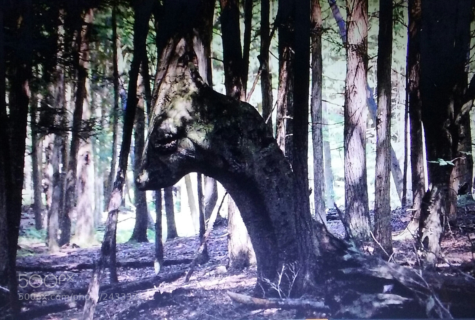 Samsung Galaxy Core Prime sample photo. Dragon frozen in time photography