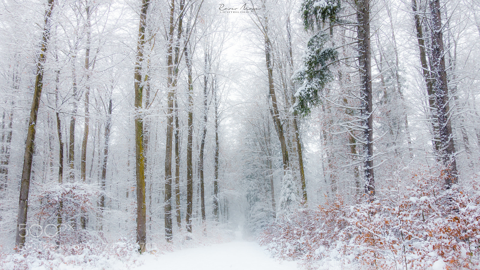 Sony Cyber-shot DSC-RX100 III sample photo. #140 - winter forest photography