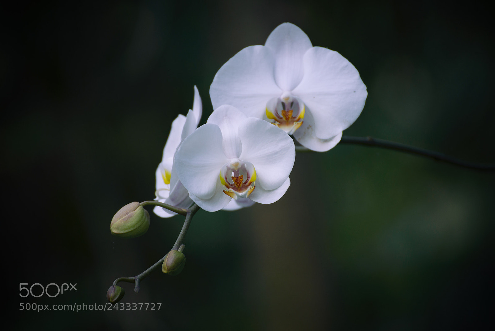 Nikon D610 sample photo. Porcelain photography