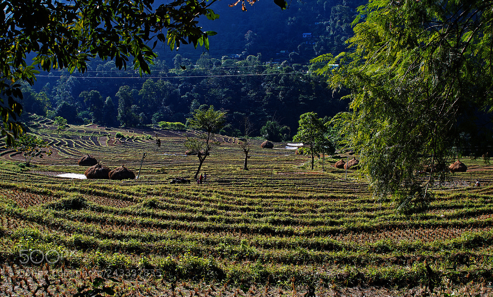 Nikon D500 sample photo. Farm land photography
