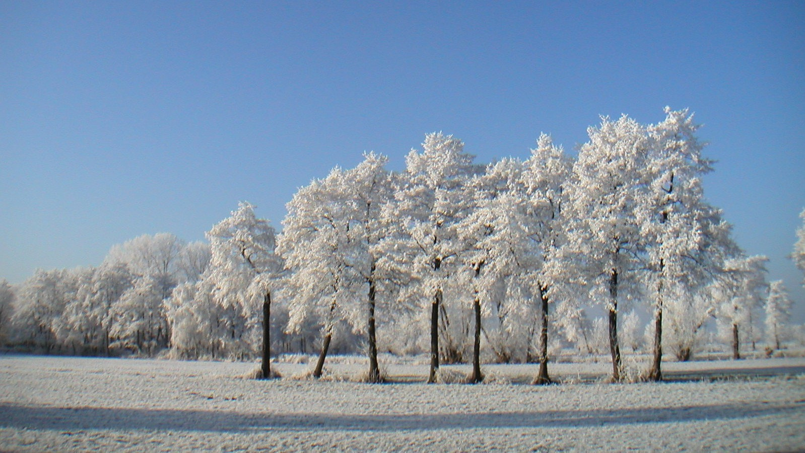 KONICA MINOLTA DiMAGE X sample photo. Winter art photography