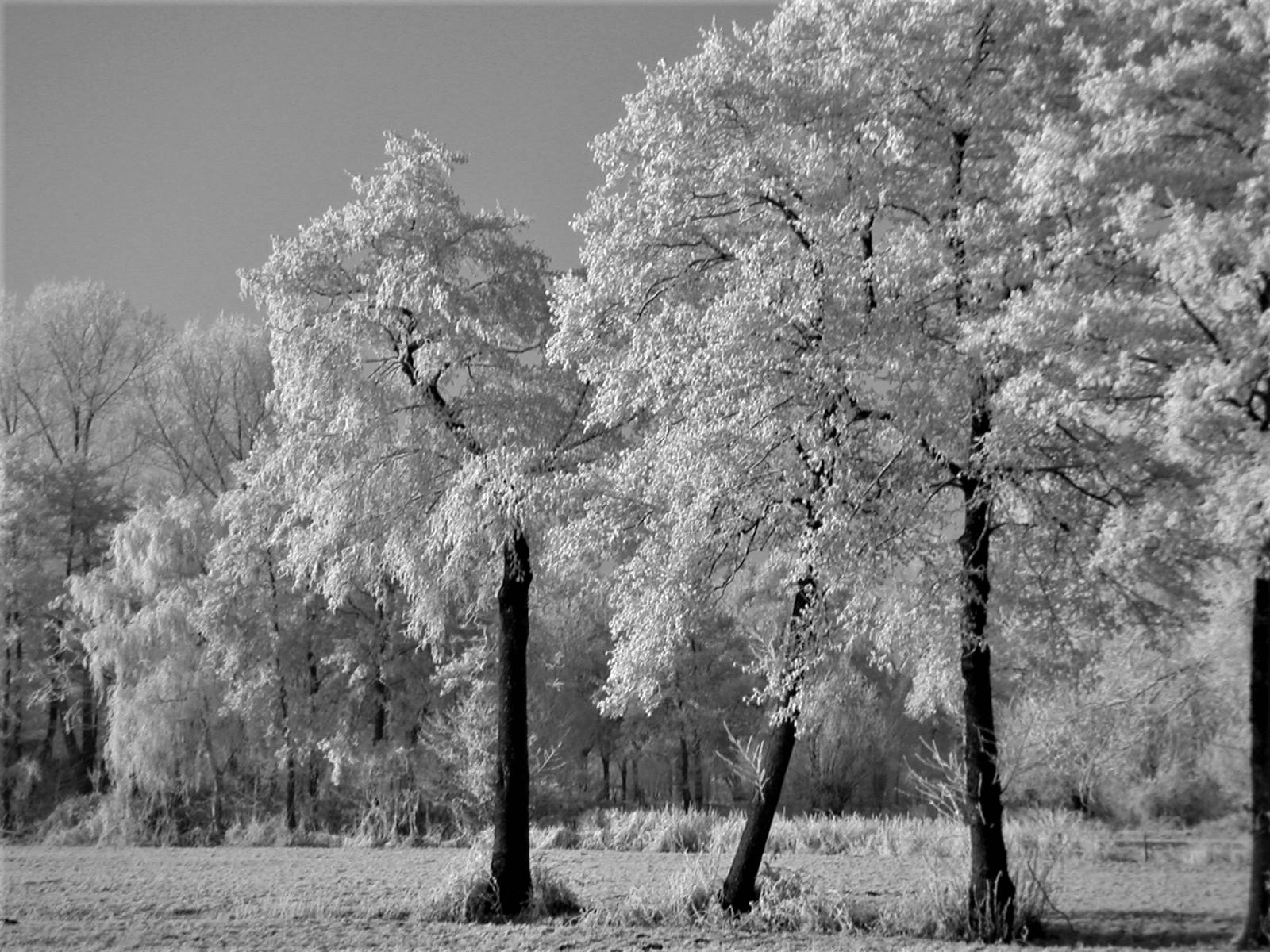 KONICA MINOLTA DiMAGE X sample photo. Natural art photography