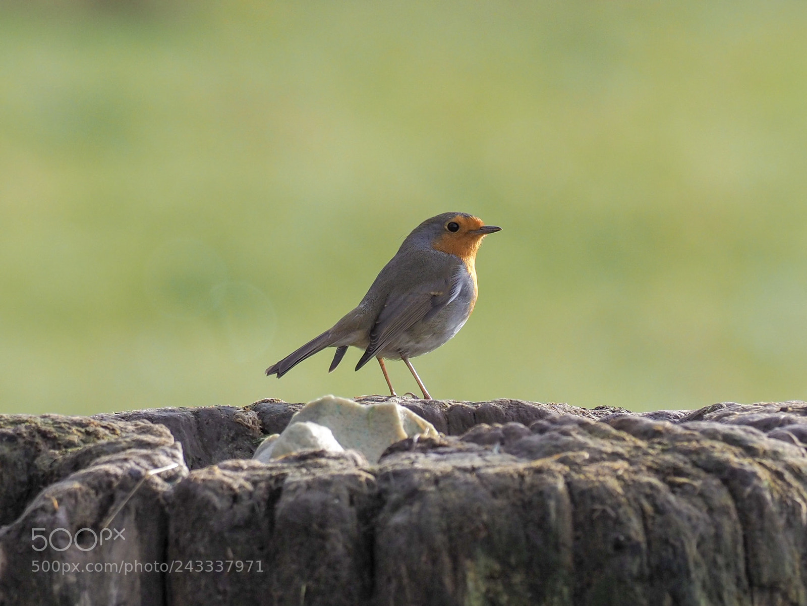 Olympus OM-D E-M1 Mark II sample photo. Robin... photography