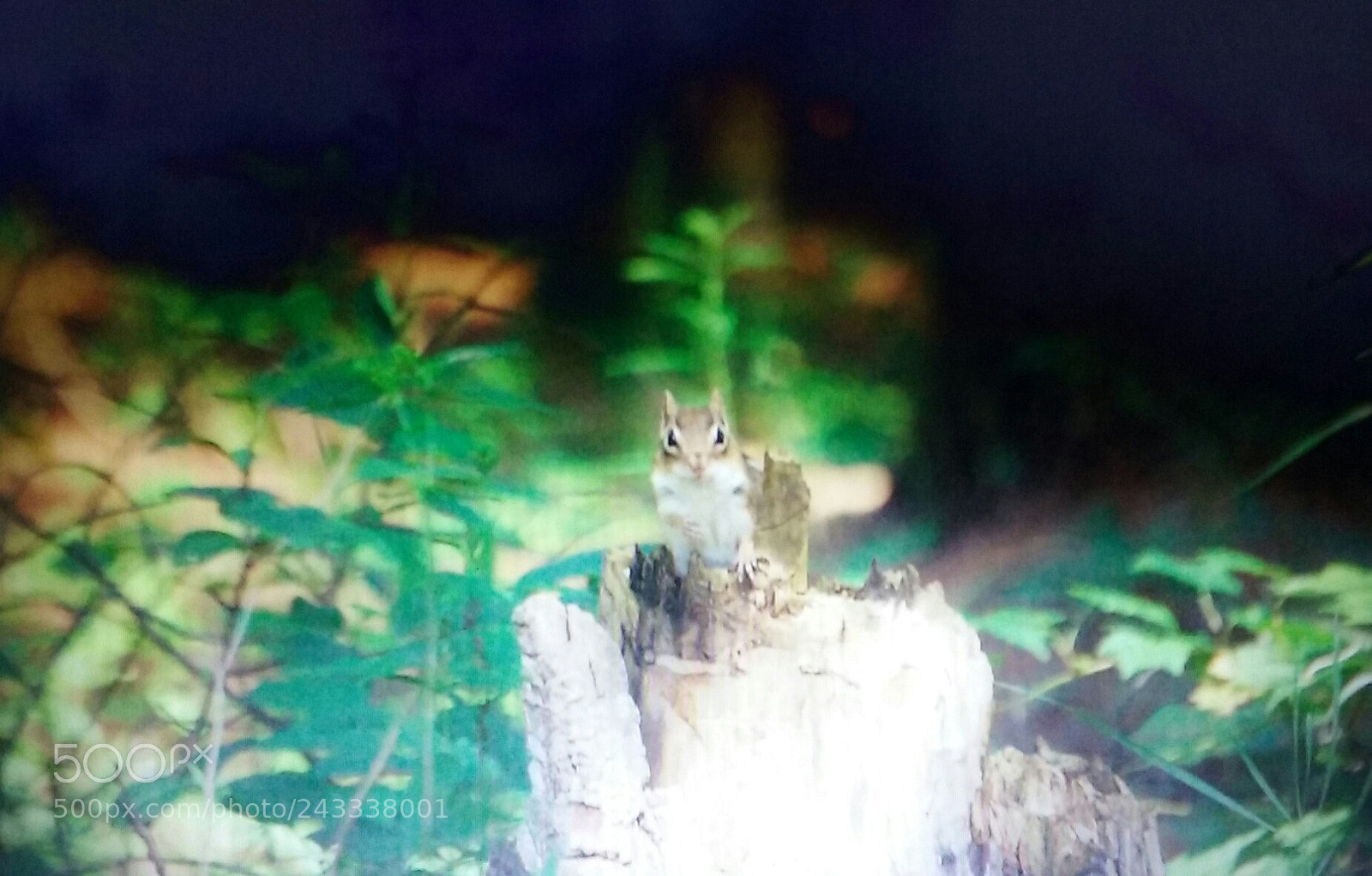 Samsung Galaxy Core Prime sample photo. Forest chipmunk photography