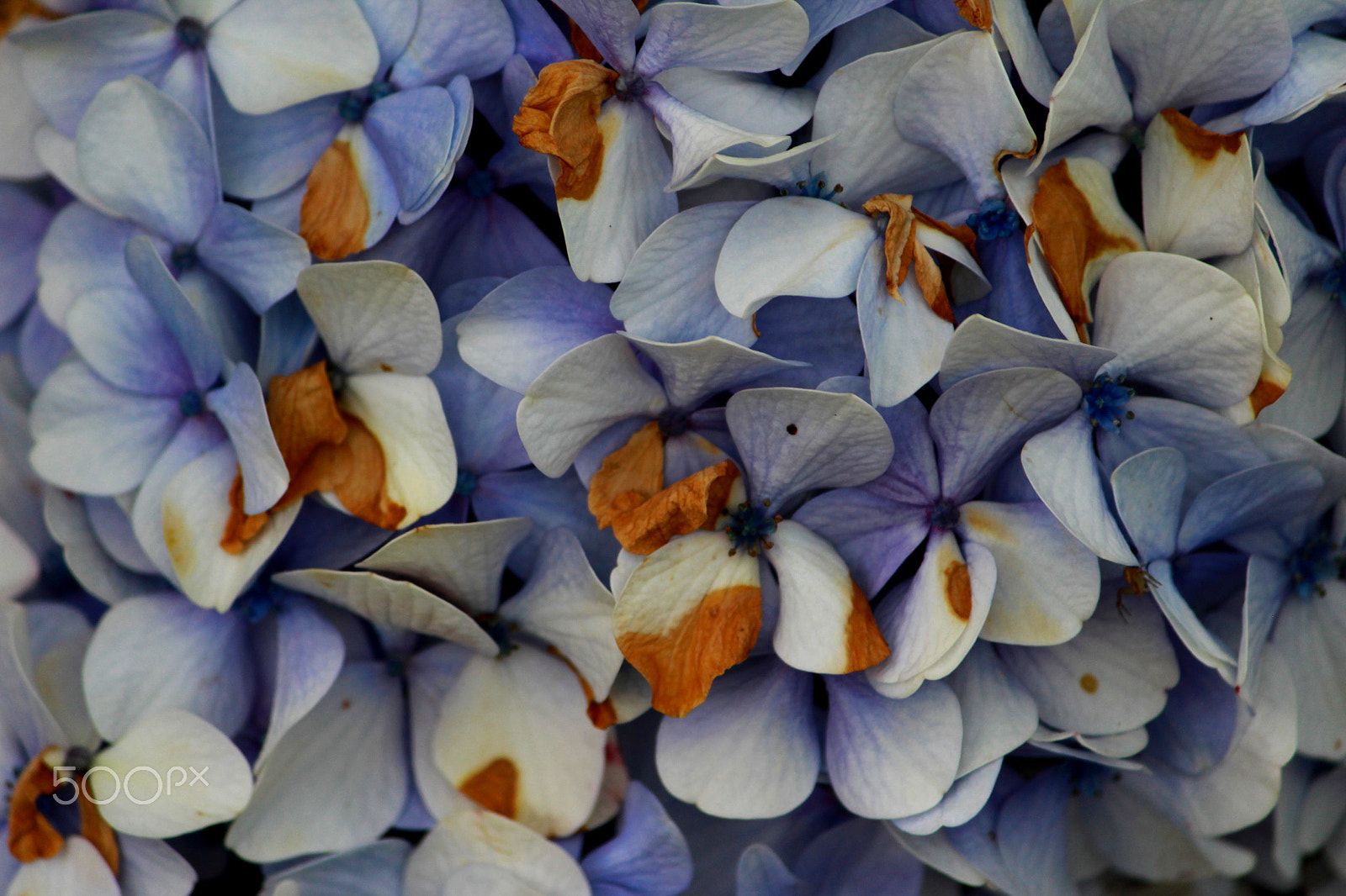 Canon EF-S 55-250mm F4-5.6 IS II sample photo. Borboflor photography