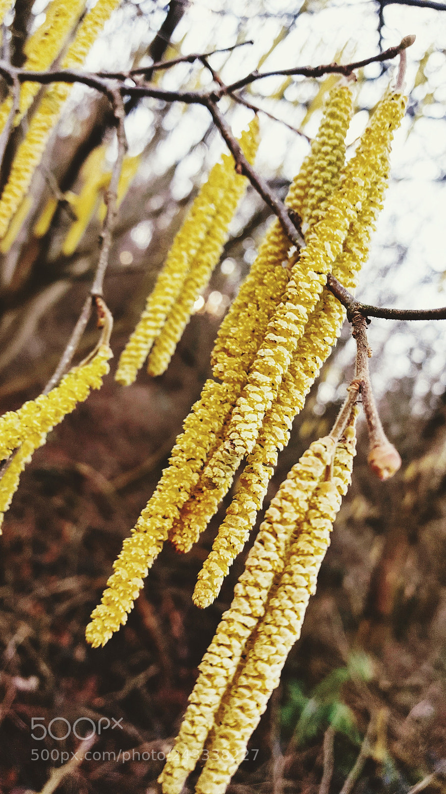 Samsung GALAXY S6 edge sample photo. Untitled photography