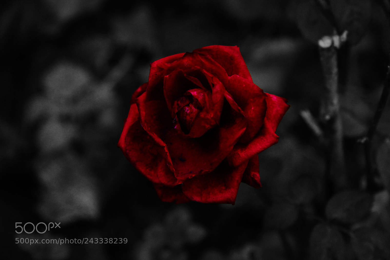Canon EOS 550D (EOS Rebel T2i / EOS Kiss X4) sample photo. Rose photography