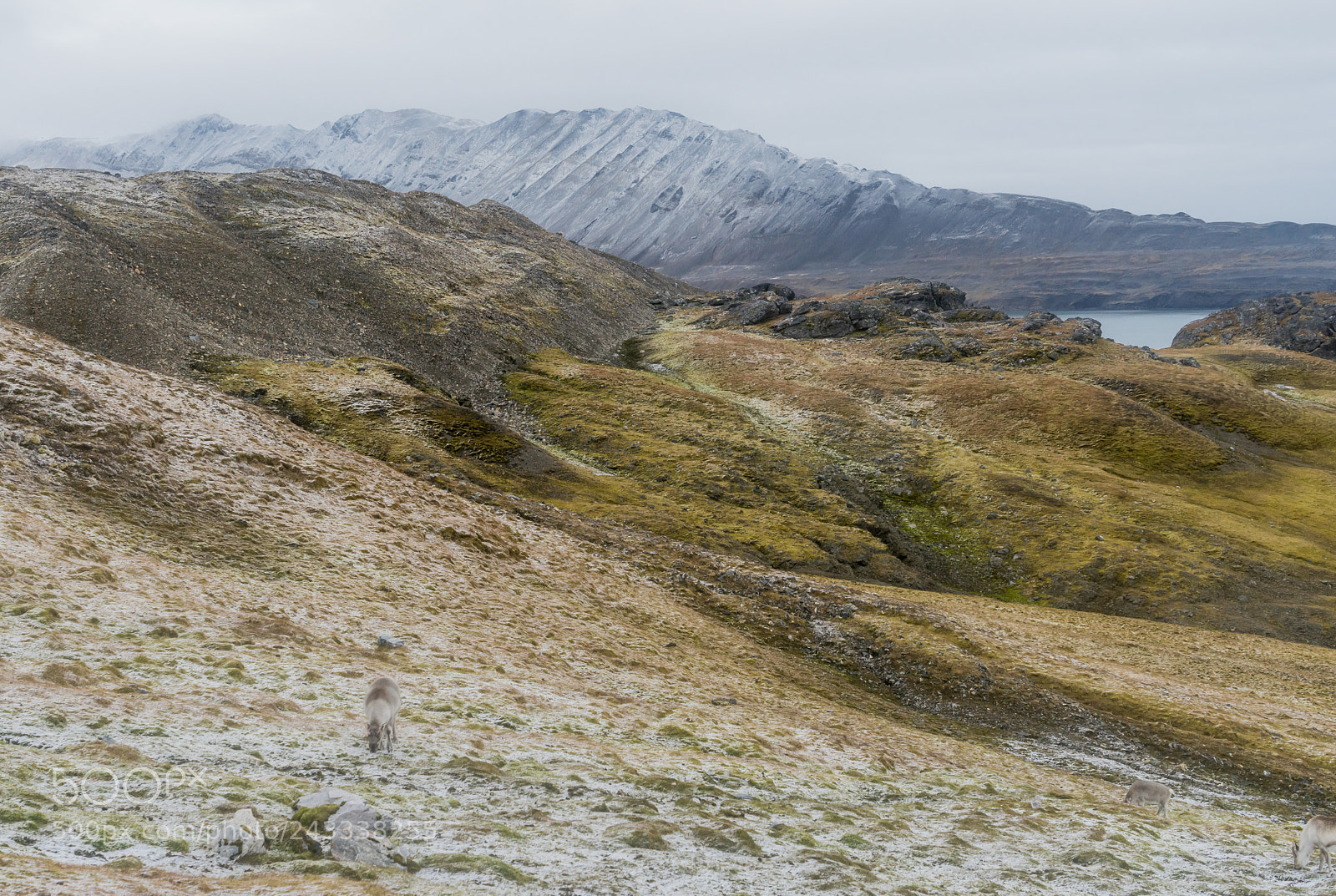 Sony a7R sample photo. Reindeer at alkhornet photography